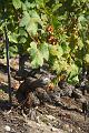 Old vines, Vineyard near Fully IMGP3464